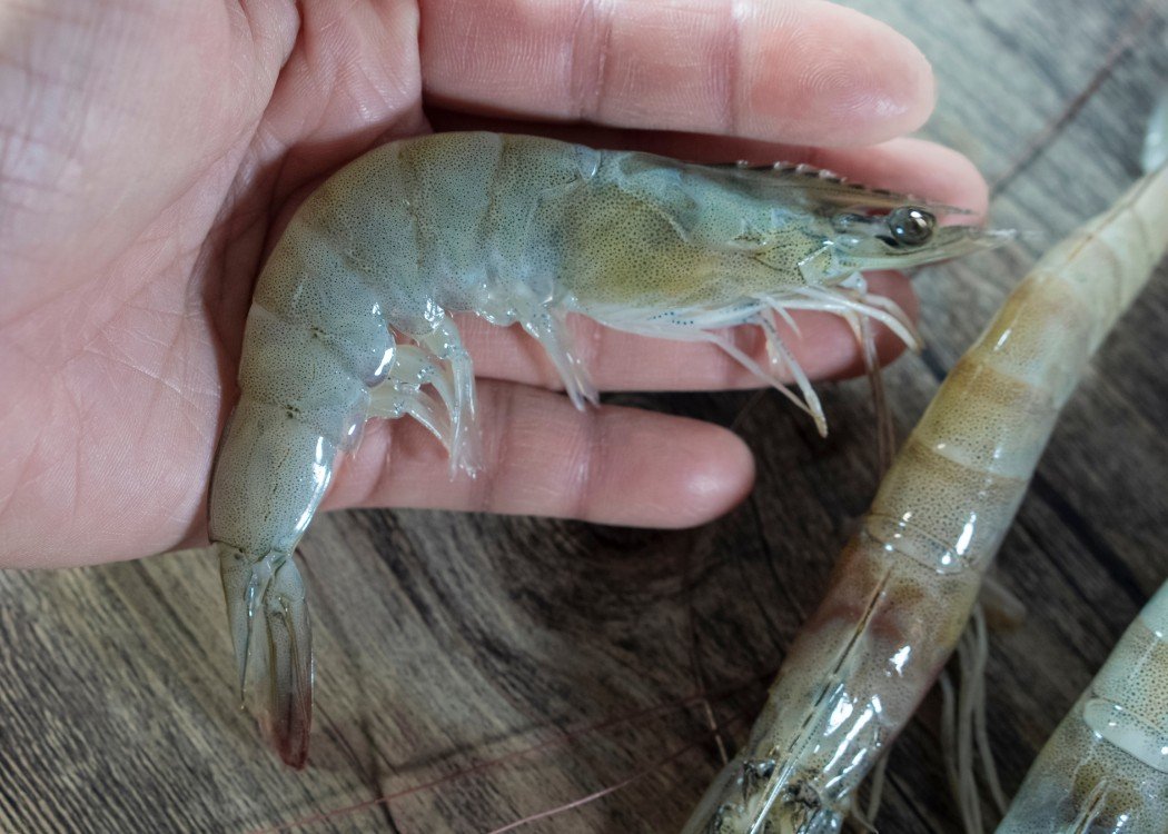 Vannamei Shrimp - Nusanking Global Overseas 4