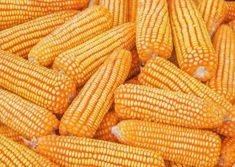 maize 1
