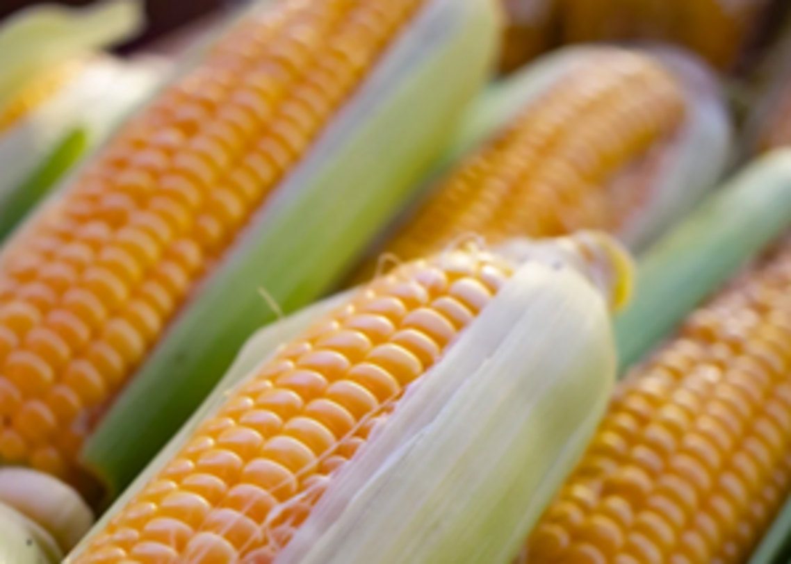 maize 5 (1)