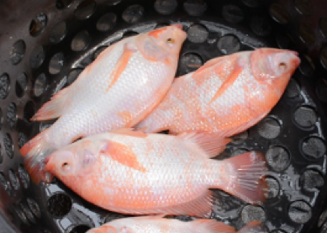 tilapia fish (1)