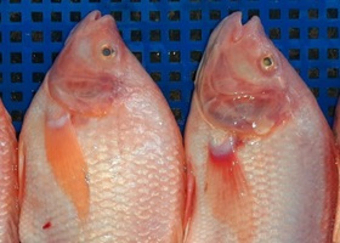 tilapia fish 3 (1)