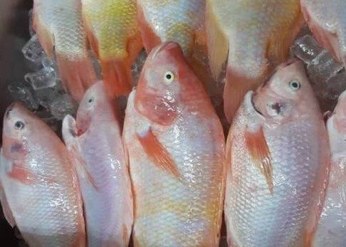 tilapia fish 4