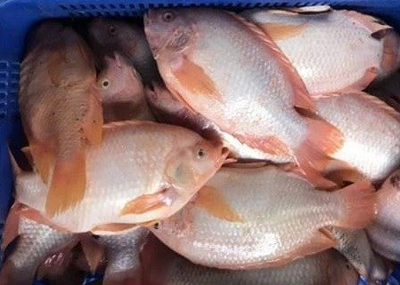 tilapia fish 5