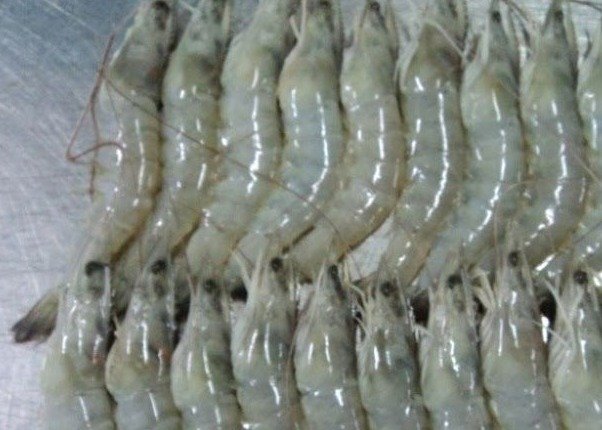 vannamei shrimp