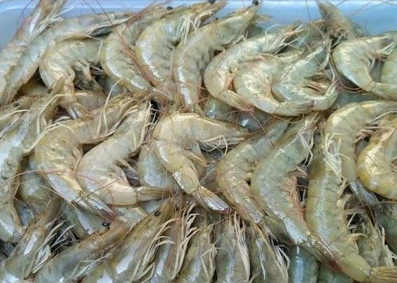 vannamei shrimp 2